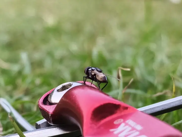 A beetle perched on a red drone motor mount